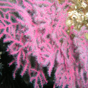 Pink Coral