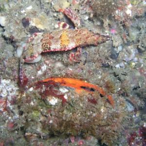 Scallop & Hiding friend