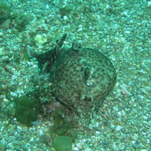 Sea Hare