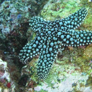 Sea Star