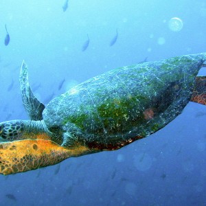 Turtle-Galapagos Islands