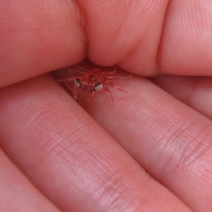 Tiny crab