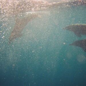 Dolphins on the Acokeek 1