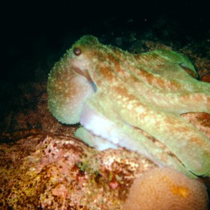 Curacao Octopus PierBaal Site
