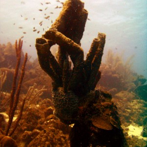 Curacao Tube Sponges