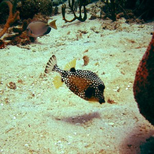 Curacao Trunk Fish