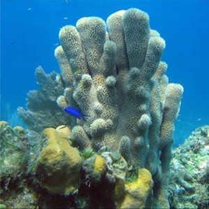 san salvador pillar coral