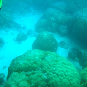 Boulder corals (Porites sp.)