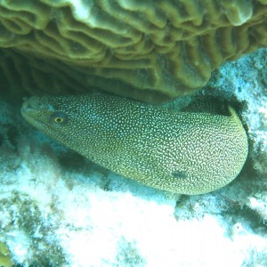 Bonaire 2006