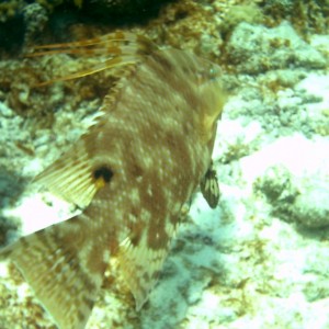 Bonaire 2006