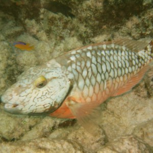 Bonaire 2006