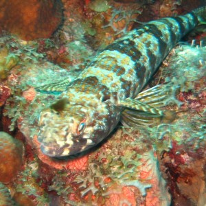 Bonaire 2006