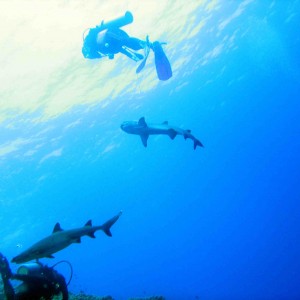 Whitetips and divers