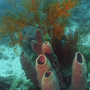 Restof Island Reef Scene