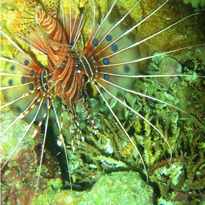 Lion FIsh