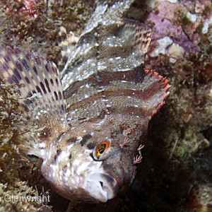 Painted Greenling