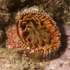 Anemonie