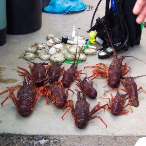 King Island Lobsters