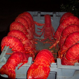King Island Lobsters