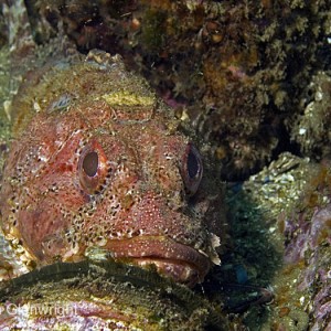 Scorpion Fish