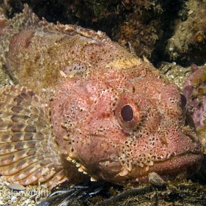 Scorpion Fish