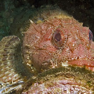 Scorpion Fish