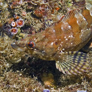 Painted Greenling