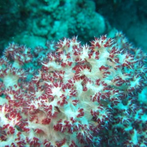 pink coral
