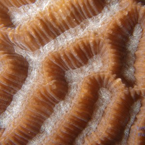 brain_coral_3