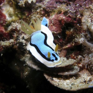 chromodoris_sp2