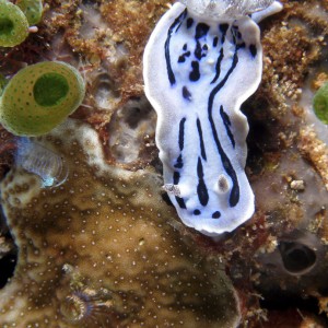 chromodoris_sp6