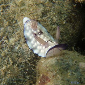 chromodoris_sp14