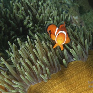 Clown_Fish3