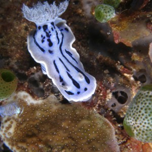 chromodoris_sp8