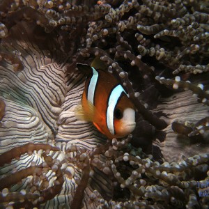 Clown_Fish1