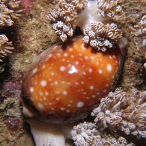 cowrie