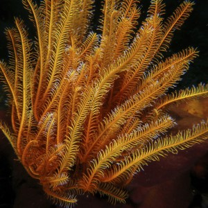 crinoid1