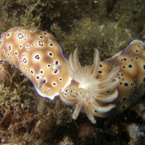 chromodoris_sp25