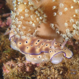 chromodoris_sp35