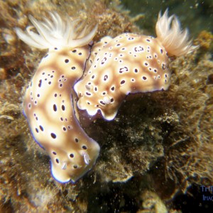 chromodoris_sp28