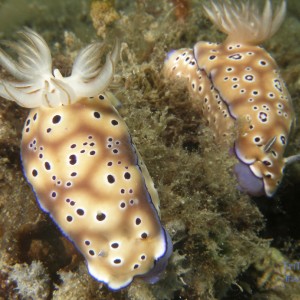 chromodoris_sp19