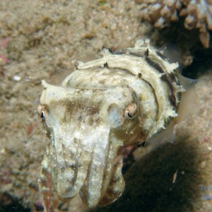 cuttlefish_1