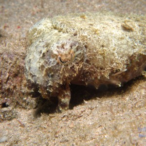 cuttlefish_3