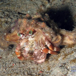 decorator_hermit_crab1