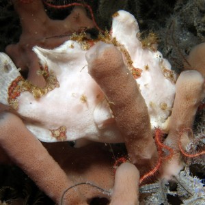 frogfish4