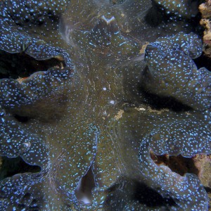 giant_clam_2