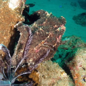 frogfish5