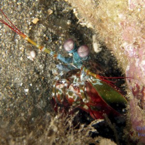 mantis_shrimp1