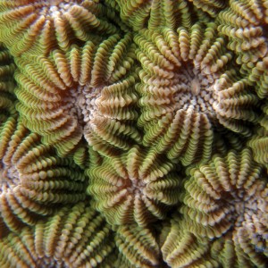 hard_coral_1