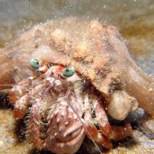 hermit_crab5